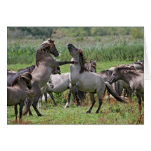 wild stallions card