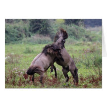 wild stallions card