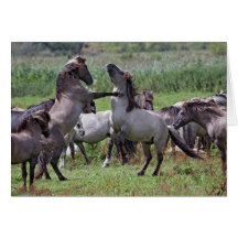 wild stallions cards