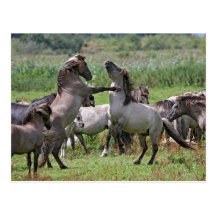 wild stallions postcard