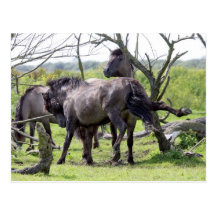 wild stallions postcard