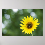 Wild Sunflower posters