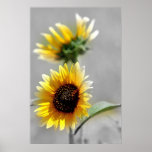 Wild Sunflowers in White Posters