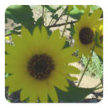Wild Sunflowers stickers