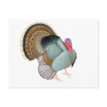 Wild Tom Turkey Postcard