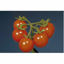 Wild tomato (Lycopersicon pimpinellifolium) Photo Cut Out