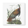 Wild Turkey, John Audubon Magnet