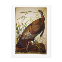 Wild Turkey, John James Audubon Post Card