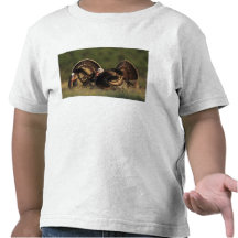 Wild Turkey, Meleagris gallopavo,males Tee Shirt
