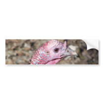 Wild Turkey Portrait Bumper Sticker