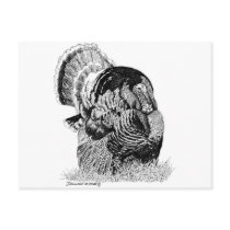 Wild Turkey