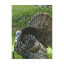 Wild Turkey Postcard