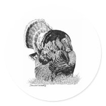 Wild Turkey