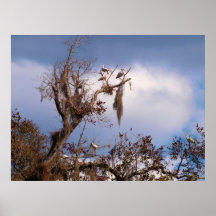 wild veiw print