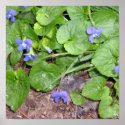 Wild Violets posters