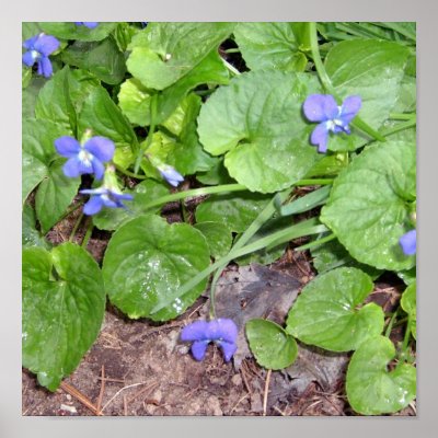Wild Violets Poster by pammys