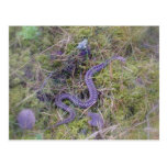 Wild Viper Vipera Ber Post Cards