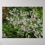 Wild White Asters posters