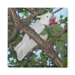 Wild White Cockatoo Parrot magnets