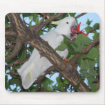 Wild White Cockatoo Parrot mousepads