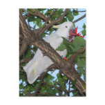 Wild White Cockatoo Parrot postcards