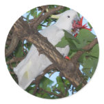 Wild White Cockatoo Parrot stickers