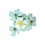 Wild White Roses pin photo sculptures