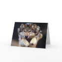 Wild Wolf cards