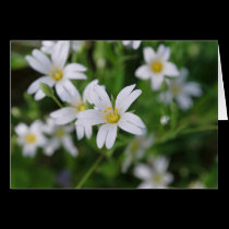 Wild woodland flowers cards