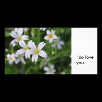 Wild woodland flowers, I so loveyou... photo cards