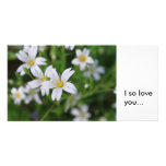 Wild woodland flowers, I so loveyou... photo cards