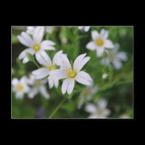 Wild woodland flowers postcards