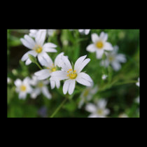 Wild woodland flowers posters