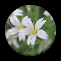 Wild woodland flowers magnets