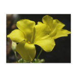 Wild Yellow Flowers Postcard