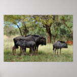 Wildebeest family in South Africa Posters