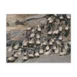 wildebeest mara river