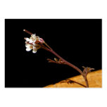 Wildflower 33 ~ ATC business cards