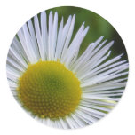 Wildflower 3 ~ sticker