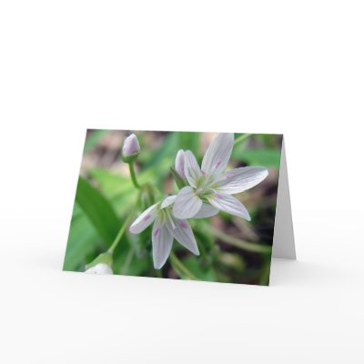 Wildflower Cards by angelandspot