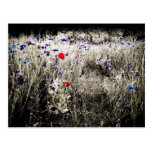 Wildflower Colour Isolation Postcard