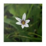 Wildflower Macro Photo Ceramic Tiles