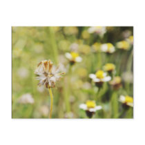 wildflower postcards