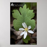 Wildflower Print