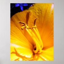 Wildflower Poster