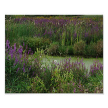 Wildflower Solitude 10 x 8 Photographic Print