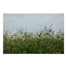 Wildflowers 10 x 8 Photographic Print