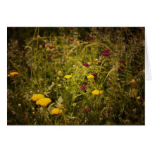 Wildflowers Along the High Line Park Greeting Cards