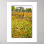 Wildflowers and Barbed Wire - South Texas Print