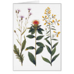 Wildflowers Antique Botanical Illustration Bertuch cards